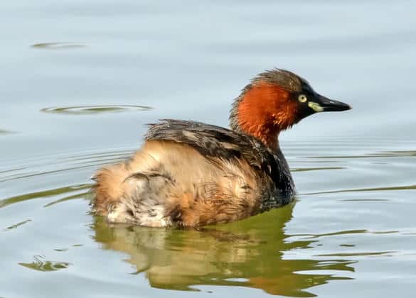 動物図鑑・カイツブリ